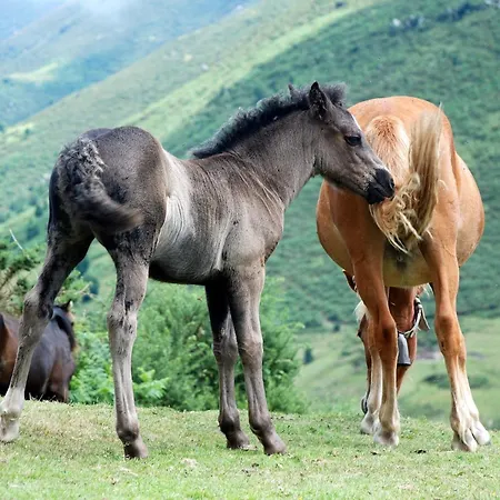 Carbayu Senda Del Oso * Proaza